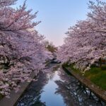 富山市の松川べりで満開の桜が川面に映り込む景色