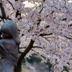 松川べりの満開の桜とブロンズ像の調和した春の風景