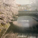 松川べりの満開の桜と市内電車が走る春の風景
