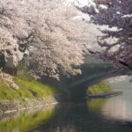 松川べりの橋を覆うように咲く満開の桜と川面の映り込み