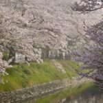 春霞の中で咲き誇る川沿いの桜並木