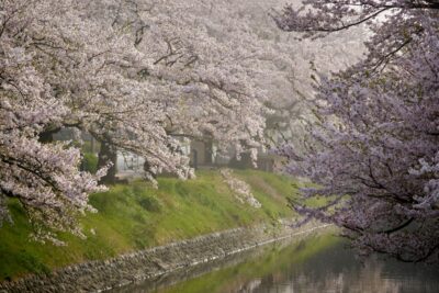 春霞の中で咲き誇る川沿いの桜並木