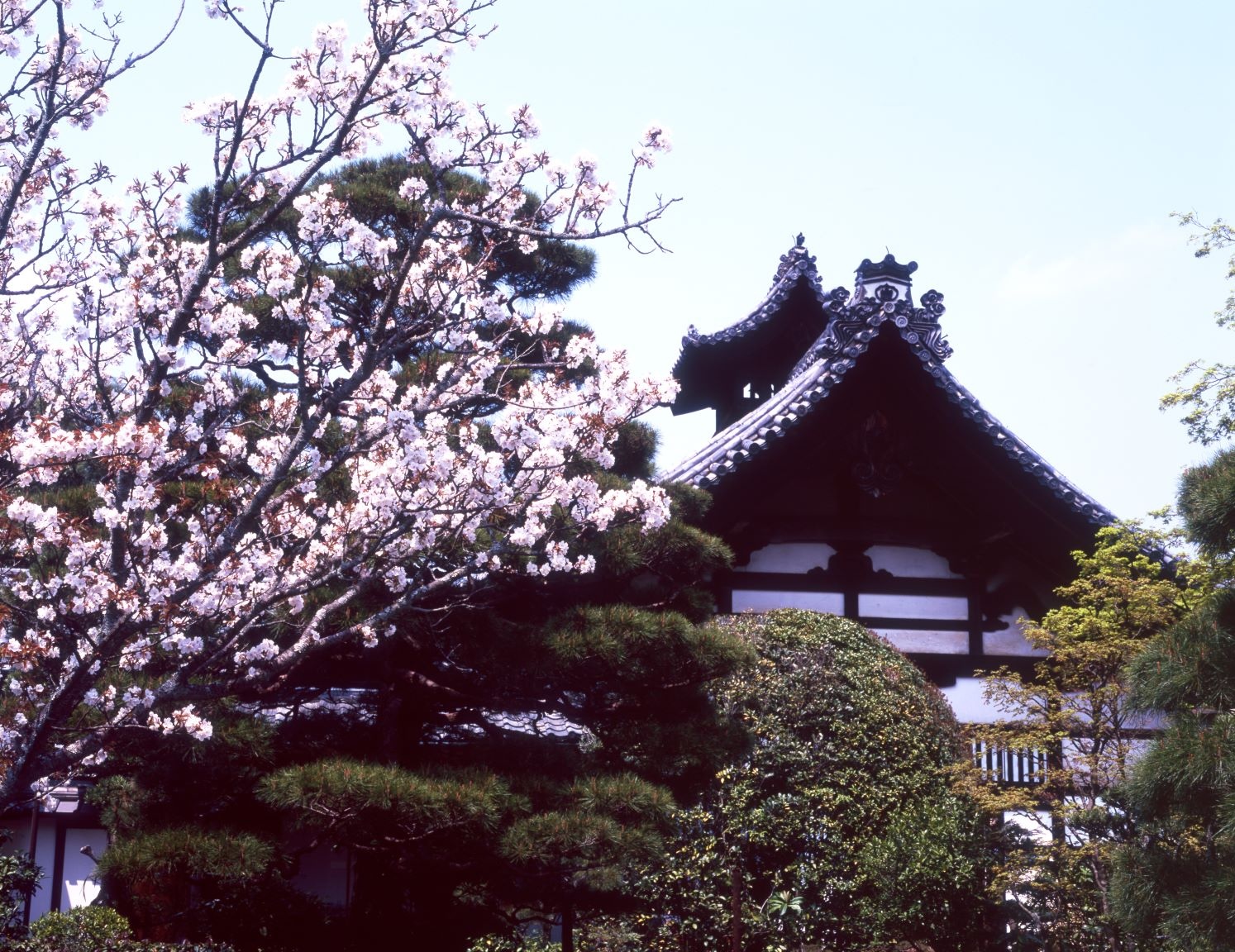 天龍寺の伽藍を背景に満開の桜が枝を広げる春景色。