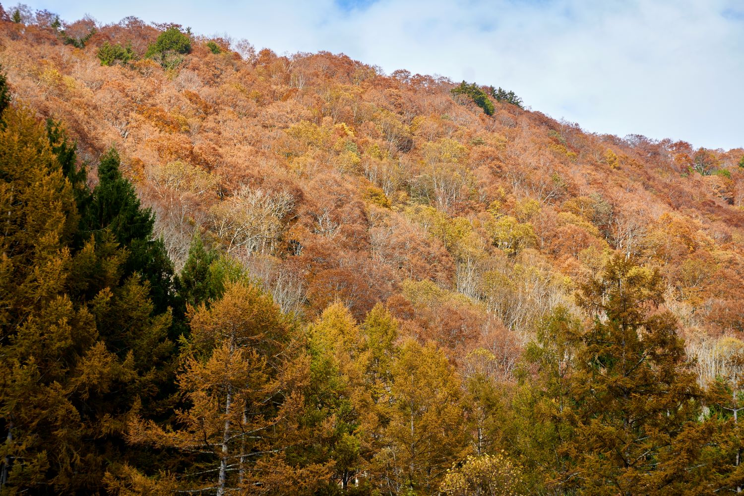 有峰湖周辺の山肌を覆う紅葉の森。カラマツや広葉樹が黄金色から赤褐色へと移ろい、秋の深まりを感じさせる景観