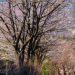 山里に続く桜並木が優しく彩る風景