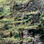 枝先に小さな新芽が芽吹き、緑の光を放つ