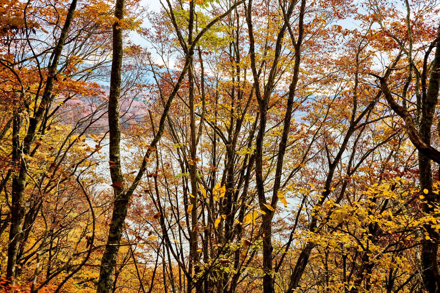 紅葉に染まった木々の間から有峰湖を望む風景。黄色や赤に色づいた枝葉の隙間から湖面がのぞく。