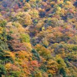 赤や黄色に染まった木々が斜面いっぱいに広がる神通峡の秋景色