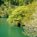 川沿いに広がる新緑と透き通る水面