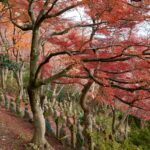 赤や橙に色づいた紅葉の下に整然と並ぶ五百羅漢の石仏。木々の枝が覆いかぶさるように広がっている。