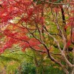 真っ赤に色づいた紅葉と、まだ緑を残す木々が入り混じる森。多彩な色合いが秋の深まりを伝えている。