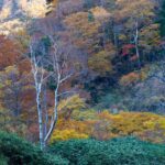 色鮮やかな紅葉に覆われた山の斜面。赤や黄色の木々の中に、葉を落とした白い木が立ち、秋の深まりを感じさせる風景。
