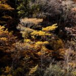 秋の山林を彩る紅葉。黄色や橙色の葉が陽光に照らされ、暗い森の背景から浮かび上がっている。