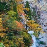 色づいた紅葉と常緑樹が混ざる山肌の中を、岩壁に沿って称名滝の水流が落ちていく風景