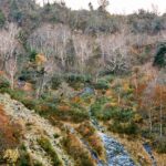 晩秋の山肌。葉を落とした白い木々が立ち並び、まばらに残る紅葉や低木の緑とともに冬の訪れを告げている。