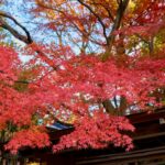 赤く色づいた紅葉の枝が社殿の屋根を覆うように広がっている。