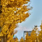 富山市内の銀杏並木をクローズアップで撮影した写真