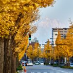 富山市内の銀杏並木と、背景に見える剱岳の写真