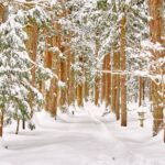 雄山神社の参道。杉並木が雪に覆われ、静寂の中に続く冬の参道の風景。