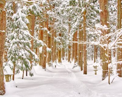 雄山神社の参道。杉並木が雪に覆われ、静寂の中に続く冬の参道の風景。