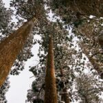 雪に覆われた雄山神社参道の杉並木を下から見上げた光景。
