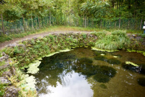石垣と草に囲まれた澄んだ湧水の池。