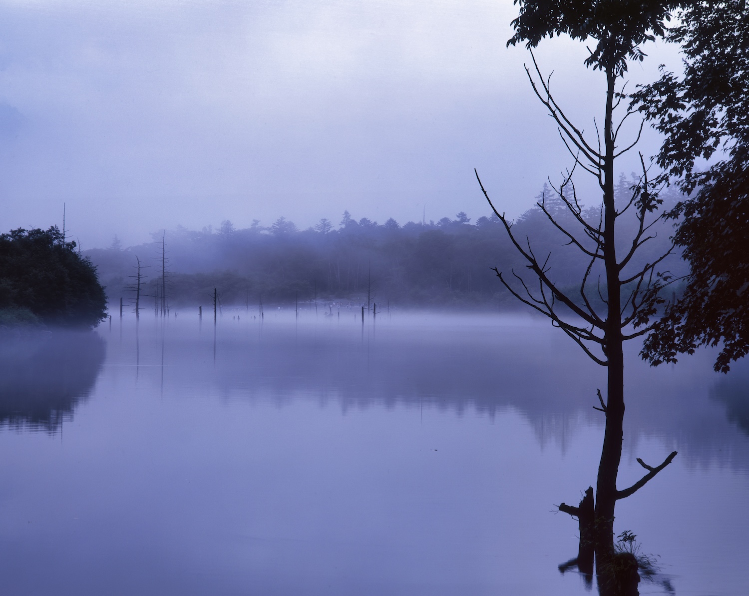 朝靄に包まれた上高地・大正池。湖面には枯木が立ち並び、幻想的な雰囲気が漂っている。