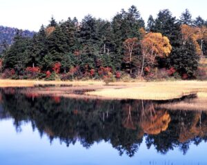 水面に反射する黄色と赤の木々、湖畔の秋の風景