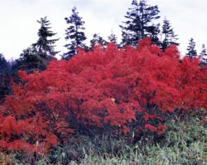 弥陀ヶ原で真っ赤に紅葉したナナカマドの群生。背景には常緑の針葉樹が立ち並んでいる。