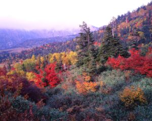 弥陀ヶ原の湿原に広がる赤・黄・緑の紅葉と常緑の針葉樹林、奥には霧に包まれた山並みが見える
