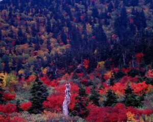 弥陀ヶ原の湿原から見上げる紅葉。前景の赤が鮮やかに広がり、奥には黄や緑の木々が重なる森の風景