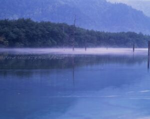 大正池に残る朝靄と木立
