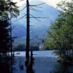 大正池の湖畔から望む焼岳。前景に立ち枯れた木と小舟が映る夏の風景写真。