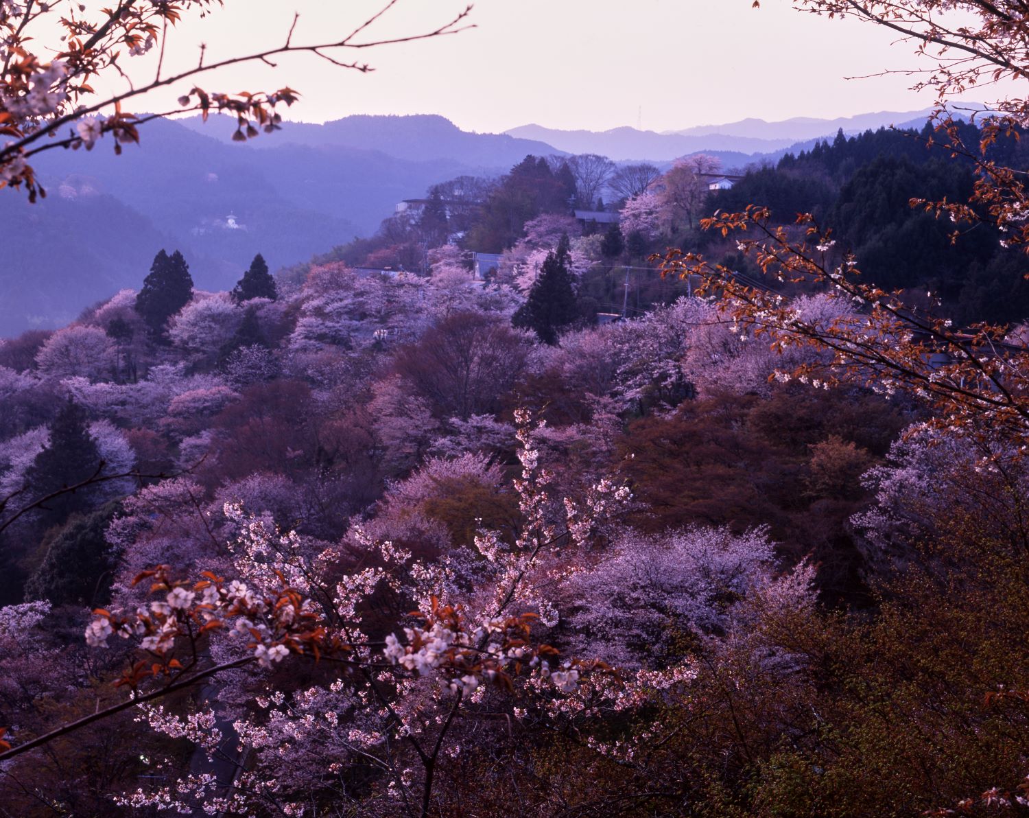 前景に枝越しの桜、その奥に山肌を覆う桜並木と遠くの山並みが続いている夕景の風景。