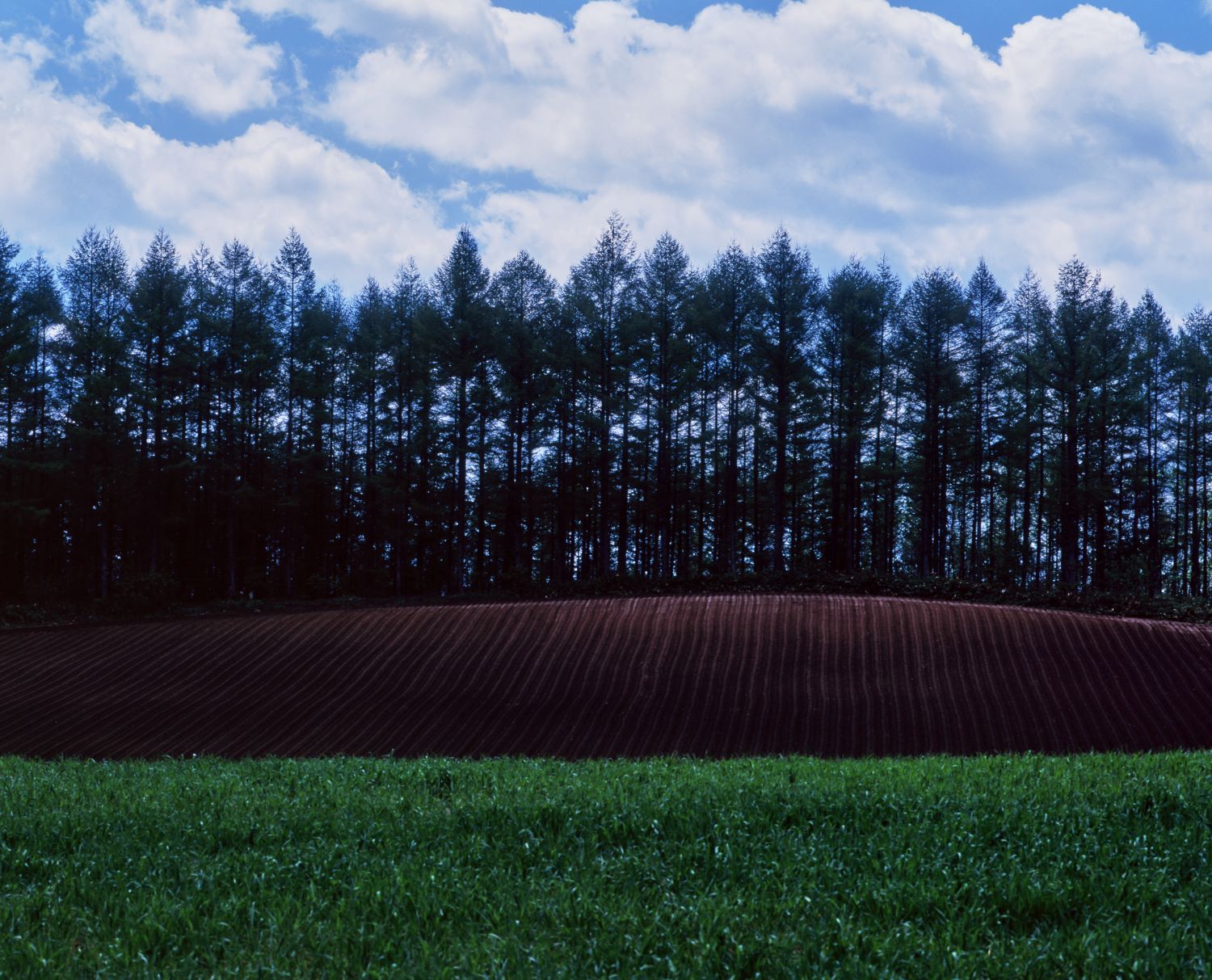 緑の草原と赤土の畑、背後に並木が立ち並ぶ風景写真。
