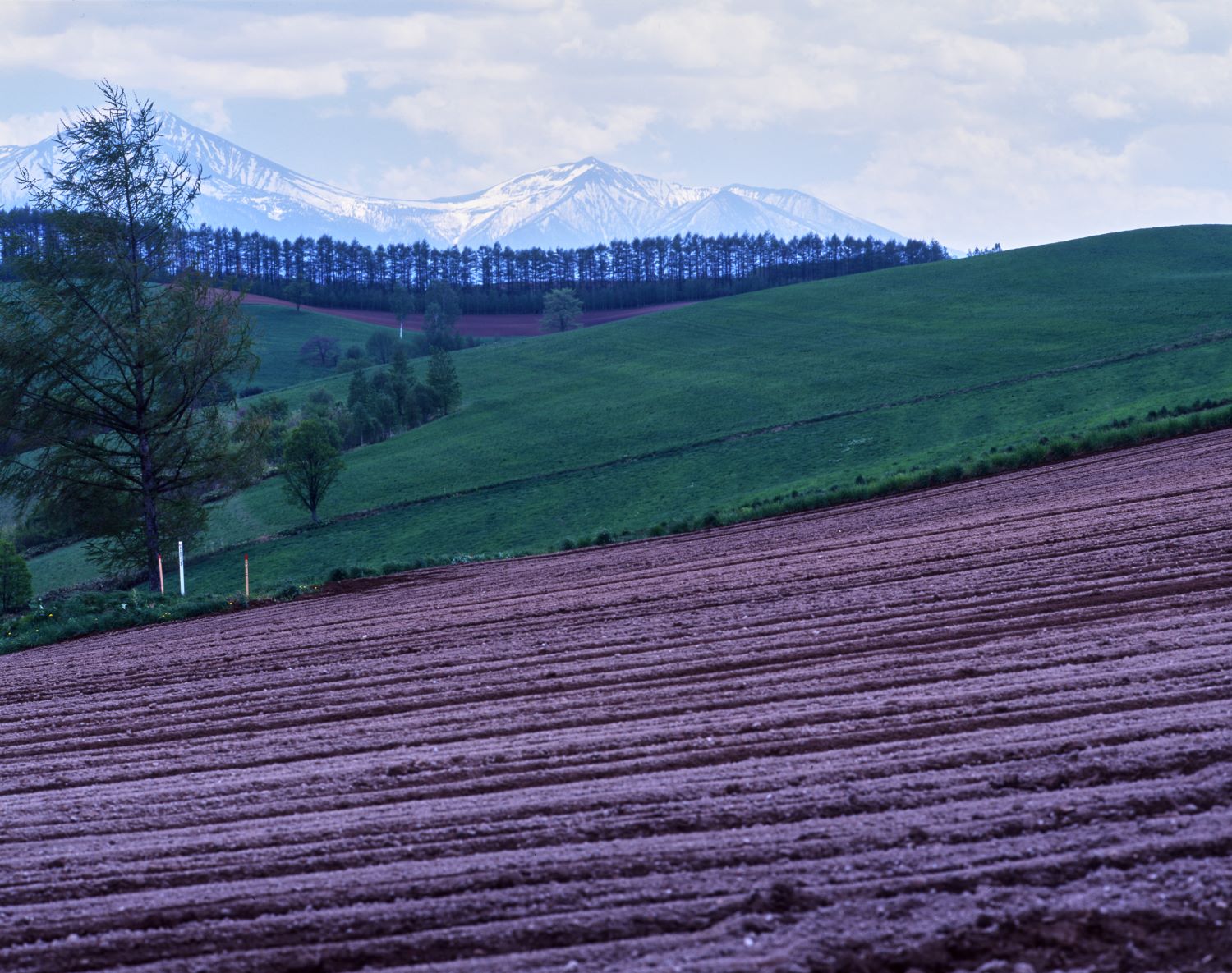 耕された畑の先に緑の丘と、雪を抱いた大雪山連峰が見える風景写真。