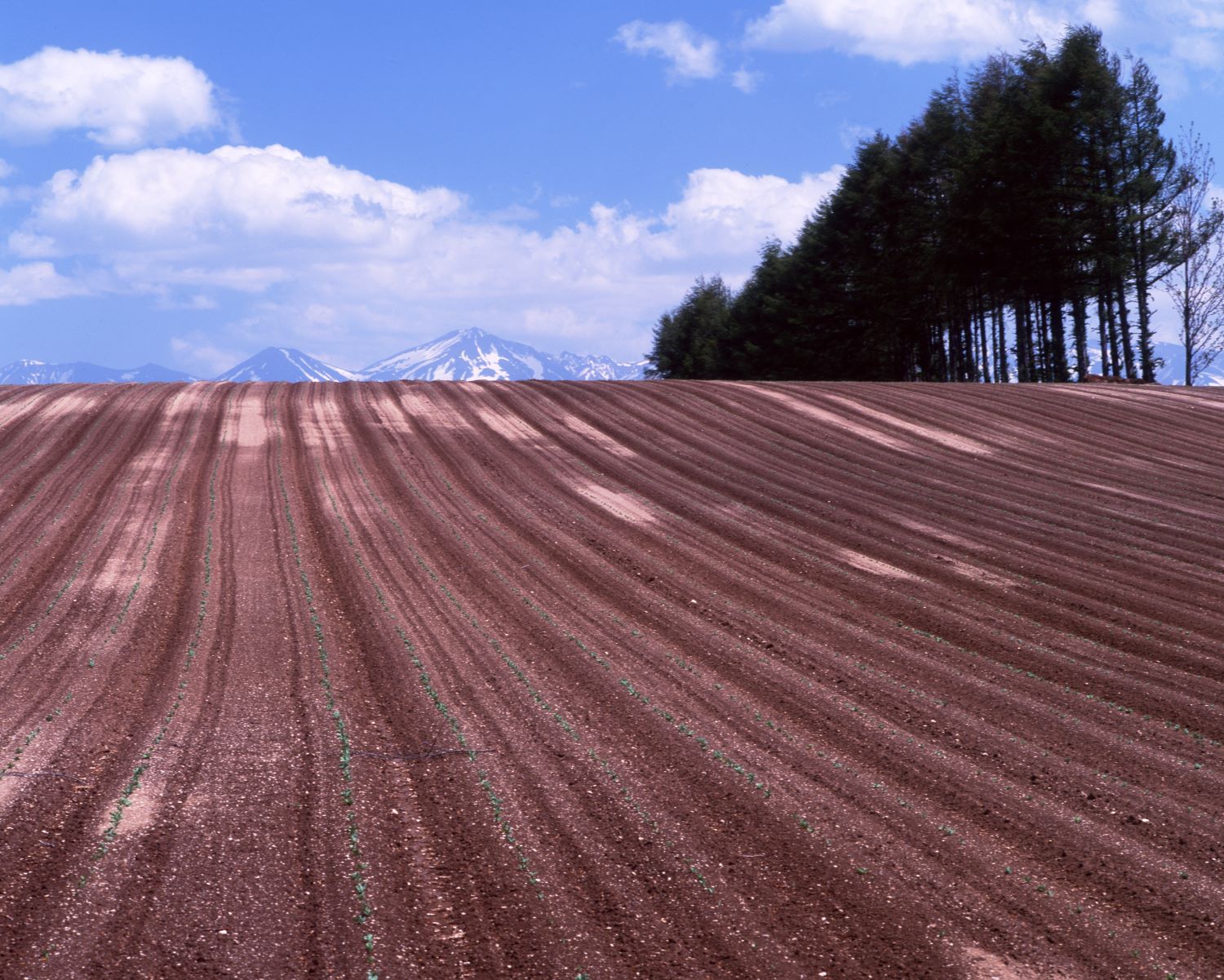 畝が一直線に続く畑の奥に、大雪山連峰がそびえる風景写真。
