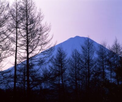落葉したカラマツ林のシルエット越しに、雪をまとった富士山が大きく映る風景写真。