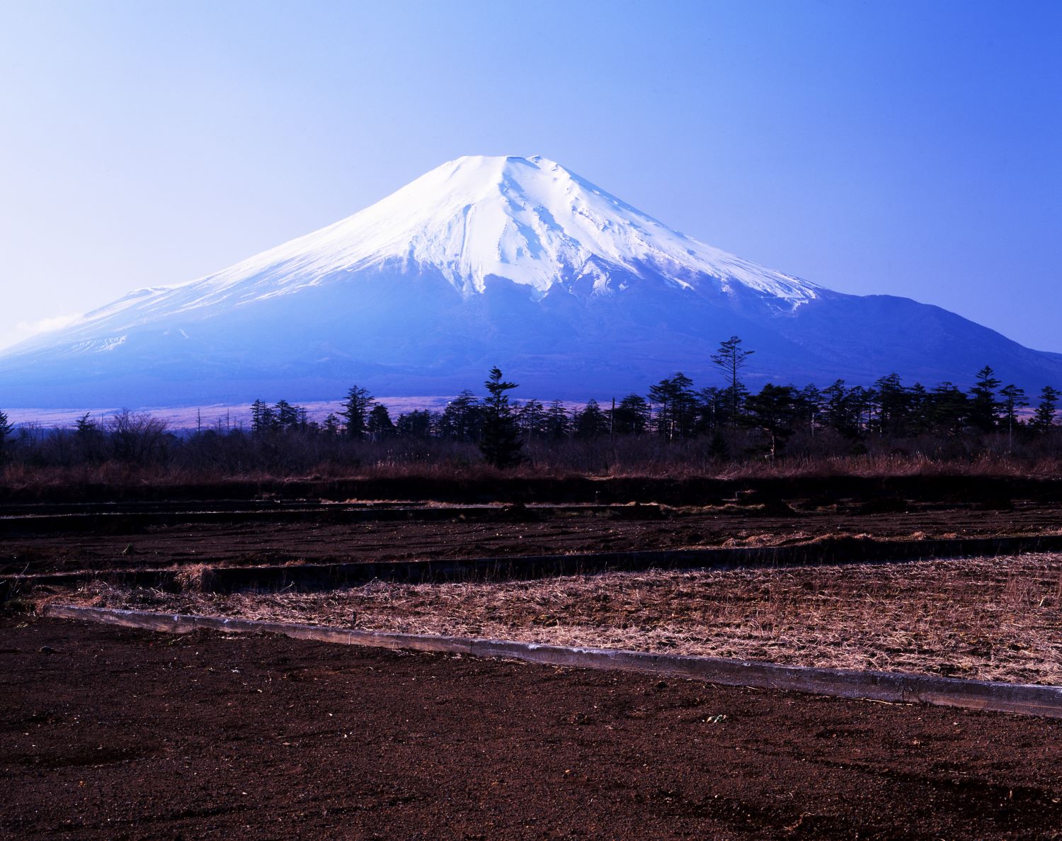 青空を背景に雪をかぶった富士山を正面から望み、手前に畑地が広がる風景写真。