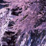 富山城の石垣に枝を伸ばす満開の桜の花