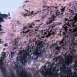 富山城のお堀沿いに咲き誇る満開の桜と石垣