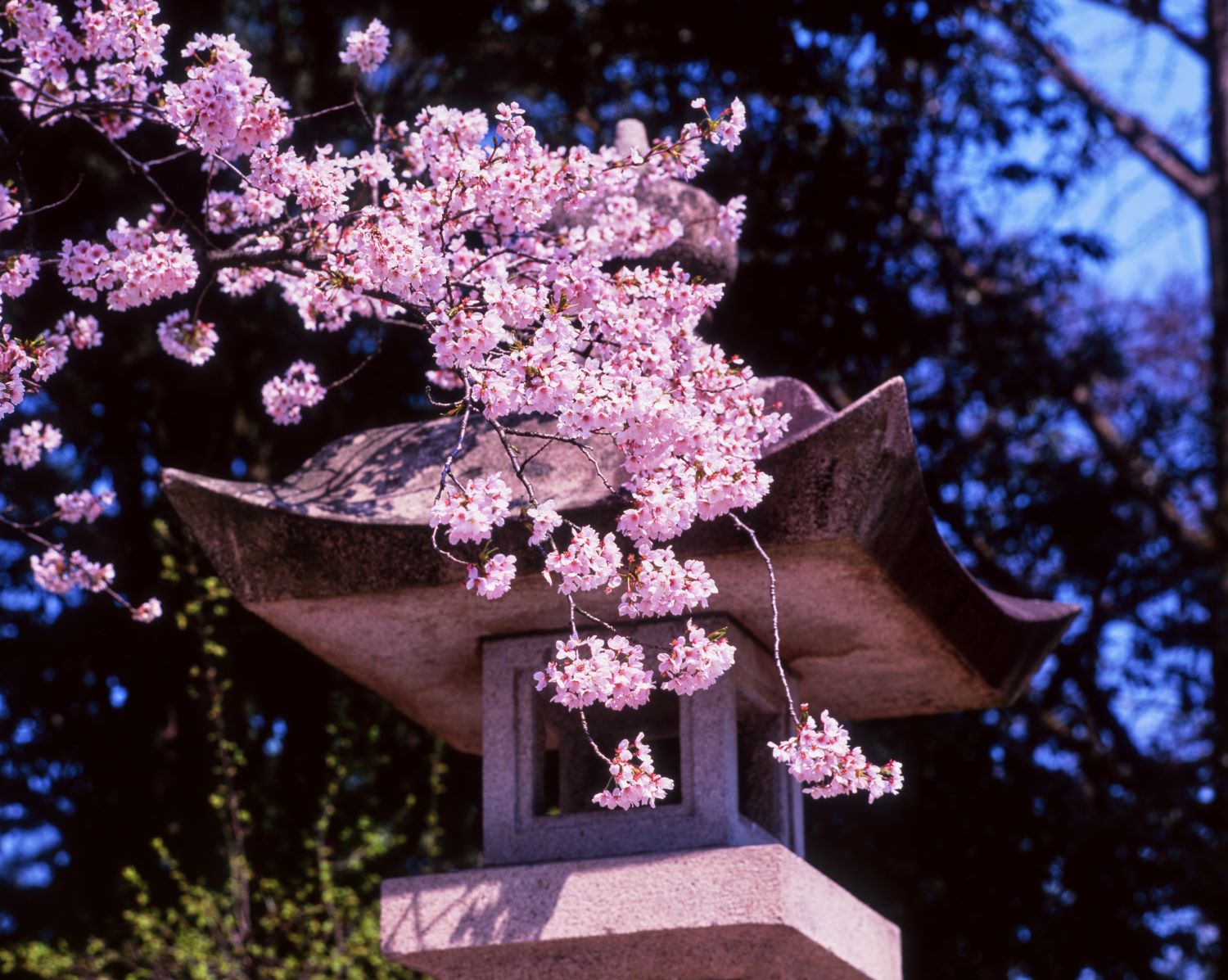 天龍寺の石灯籠に寄り添うように咲き誇る桜の花。