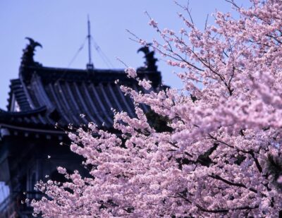 富山城の瓦屋根と満開の桜の枝が重なっている光景