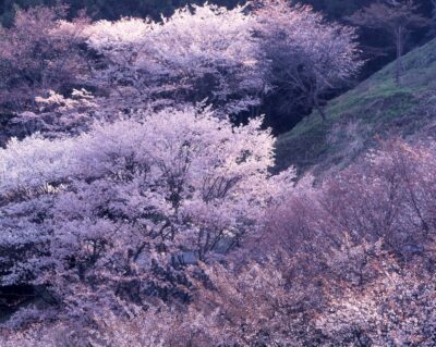 白から淡いピンクの桜が重なり合い、光に透けて花霞のように見える群景