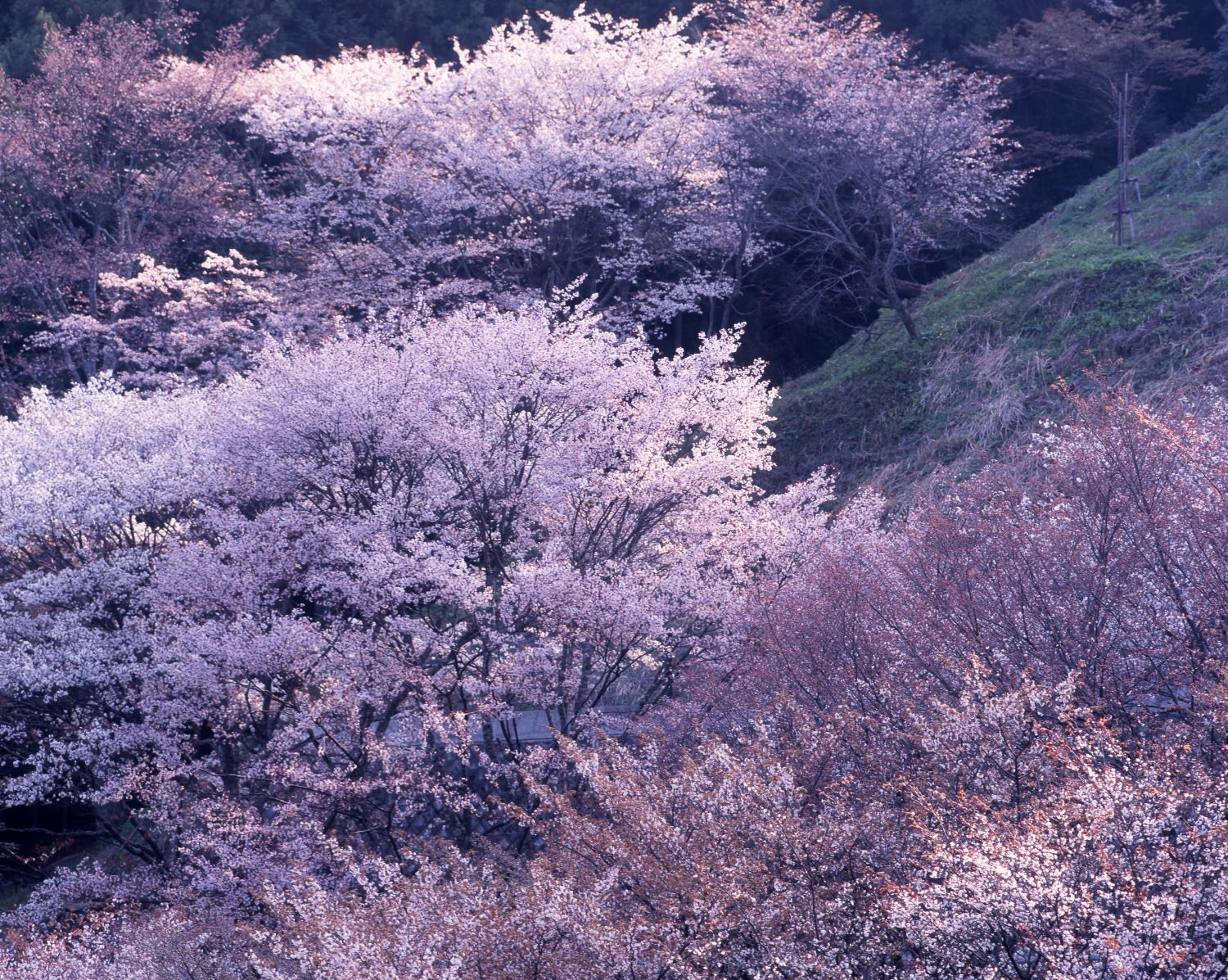 白から淡いピンクの桜が重なり合い、光に透けて花霞のように見える群景