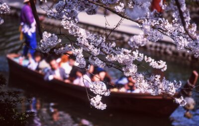 桜の枝越しに、川を行く観光船と乗客を写した春の風景