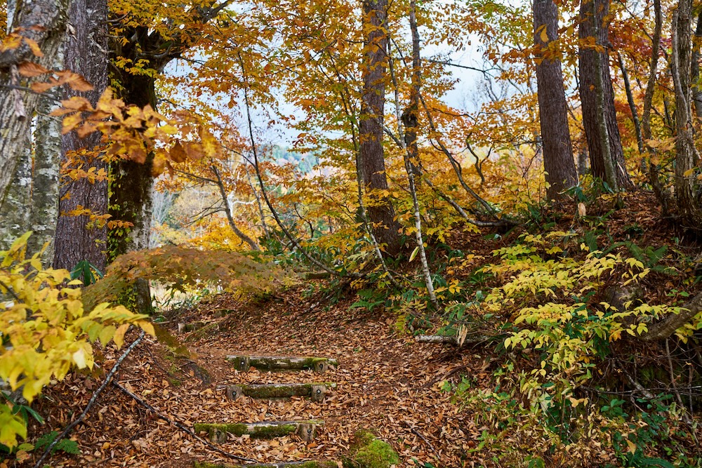 有峰の森の落葉した小径。黄や橙の紅葉に包まれた林の中に木の階段が続く秋の風景。