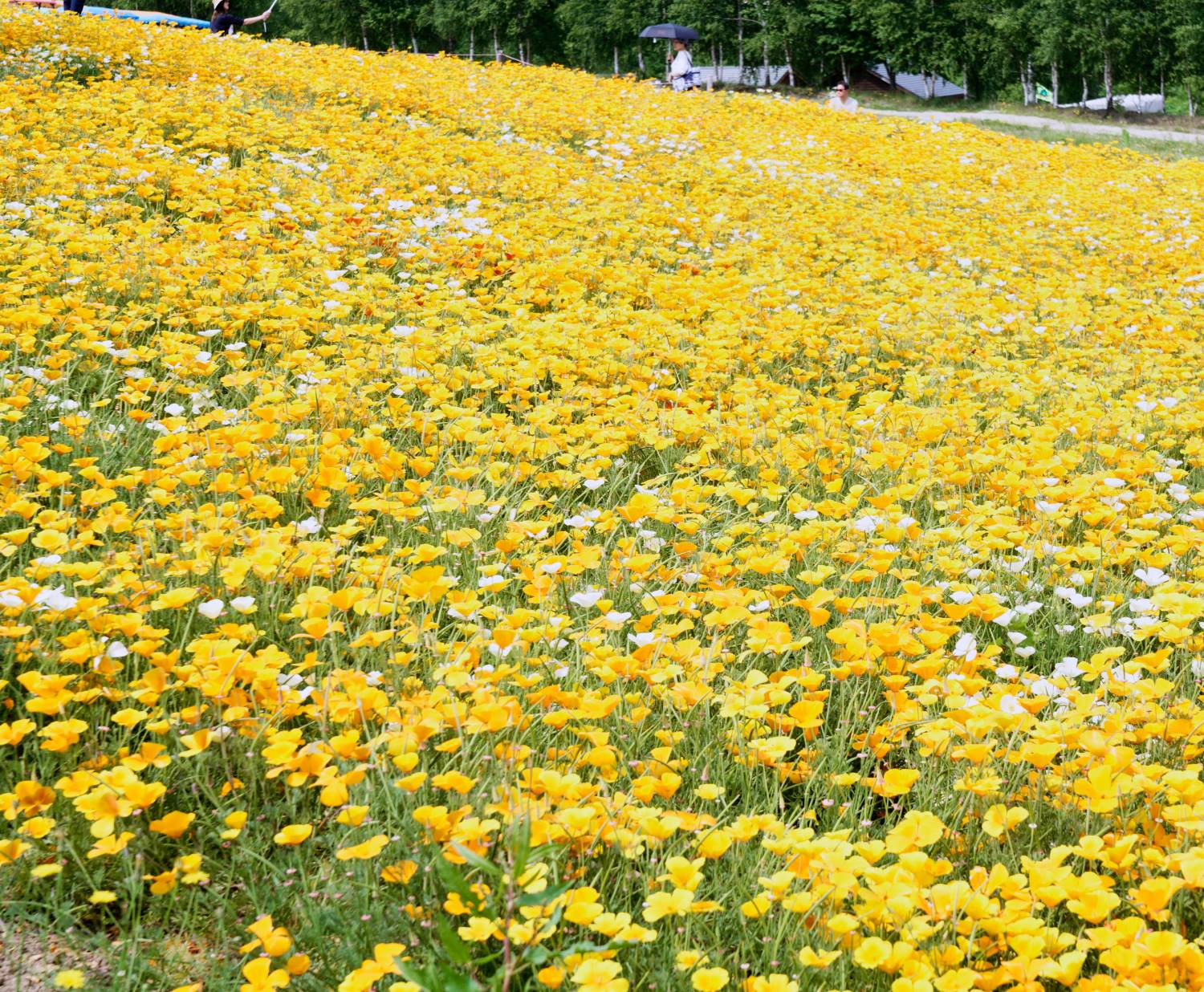美瑛の四季彩の丘に咲く黄色いカリフォルニアポピーの花畑