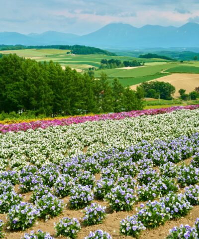 美瑛の四季彩の丘から見た花畑と大雪山連峰の夏景色