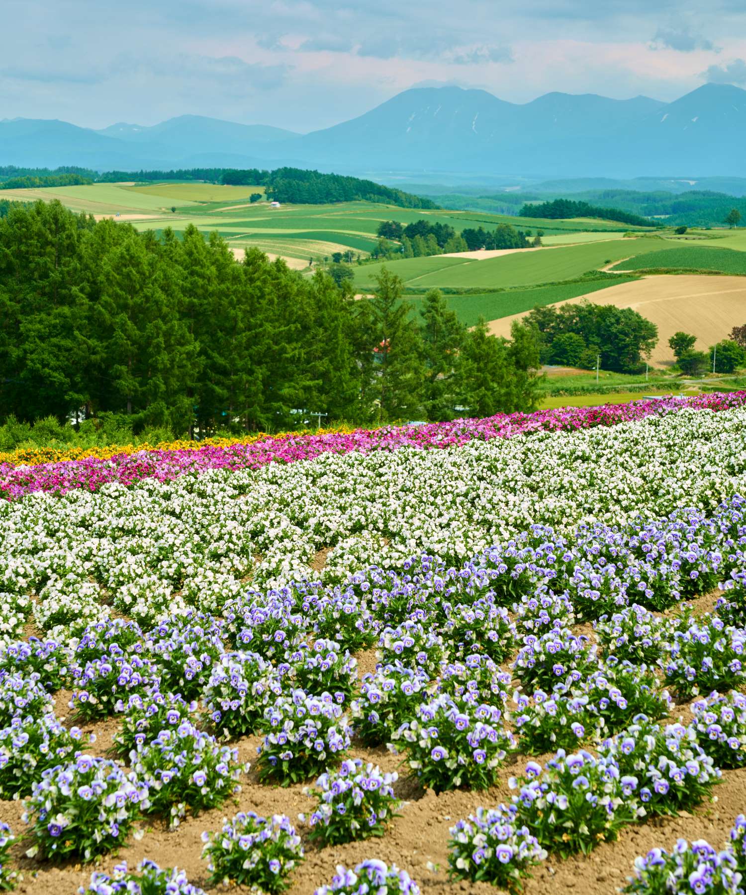 美瑛の四季彩の丘から見た花畑と大雪山連峰の夏景色